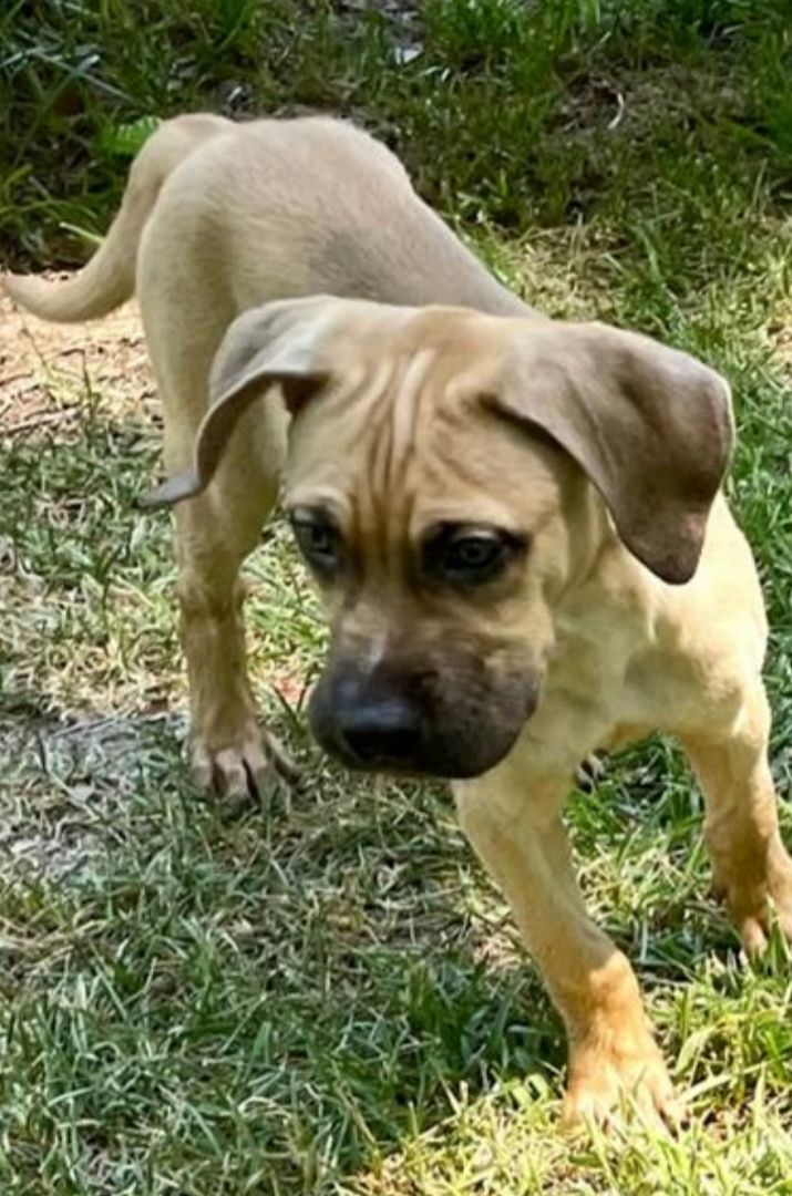 Bambino the Boxer Cur Mix Puppy