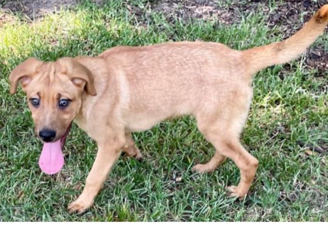 Bambi the Boxer Cur Mix Puppy