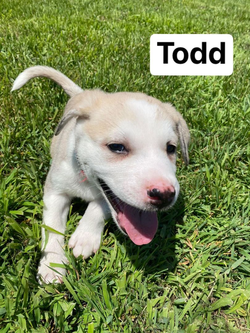 Todd