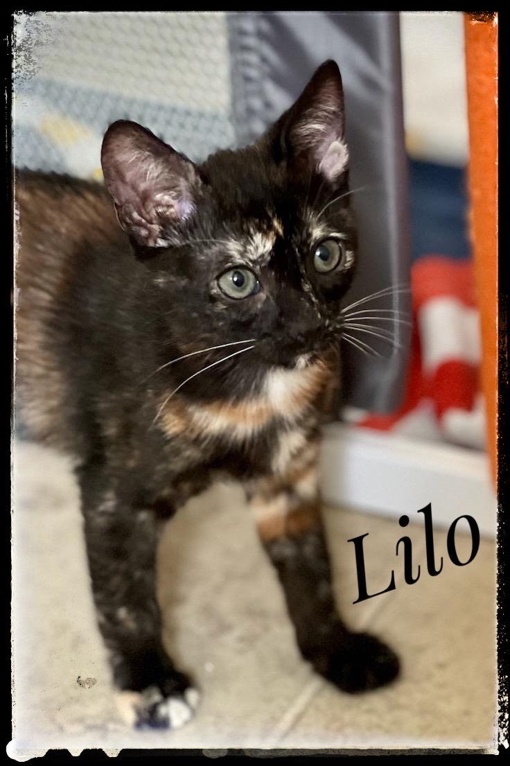 Lilo, an adoptable Domestic Short Hair in El Cajon, CA, 92022 | Photo Image 2