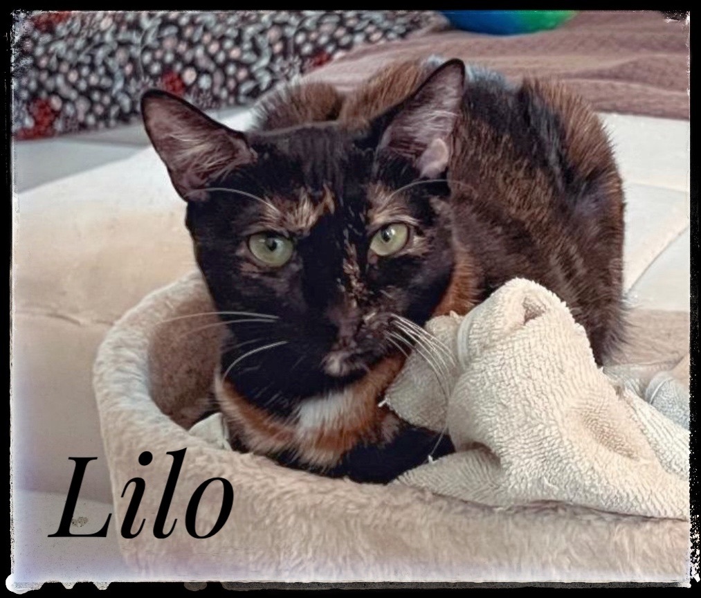 Lilo, an adoptable Domestic Short Hair in El Cajon, CA, 92022 | Photo Image 1