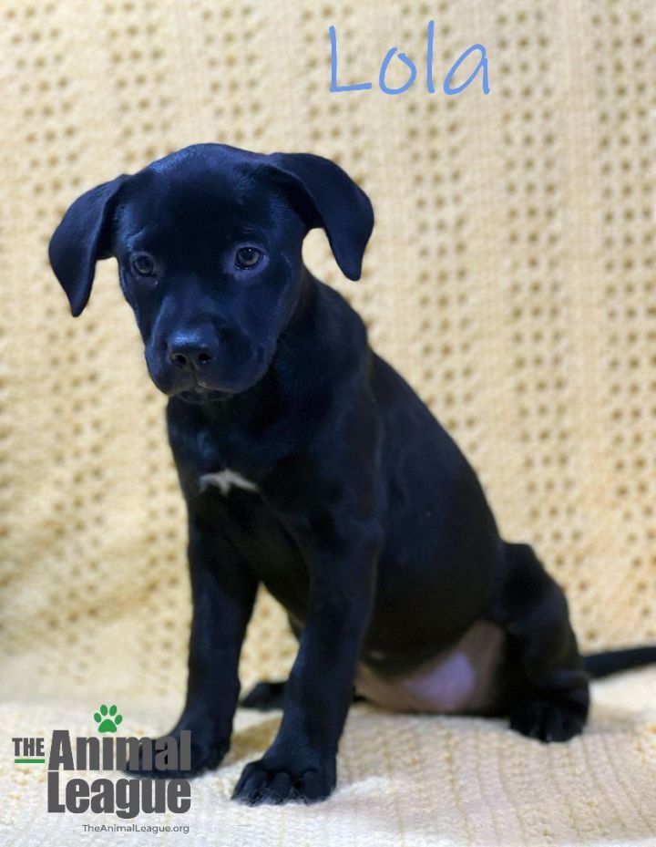 Lola, an adopted Labrador Retriever Mix in Clermont, FL_image-2