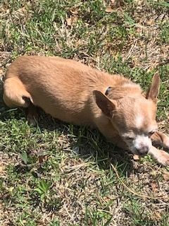 Hubert, an adoptable Chihuahua Mix in Oklahoma City, OK_image-4