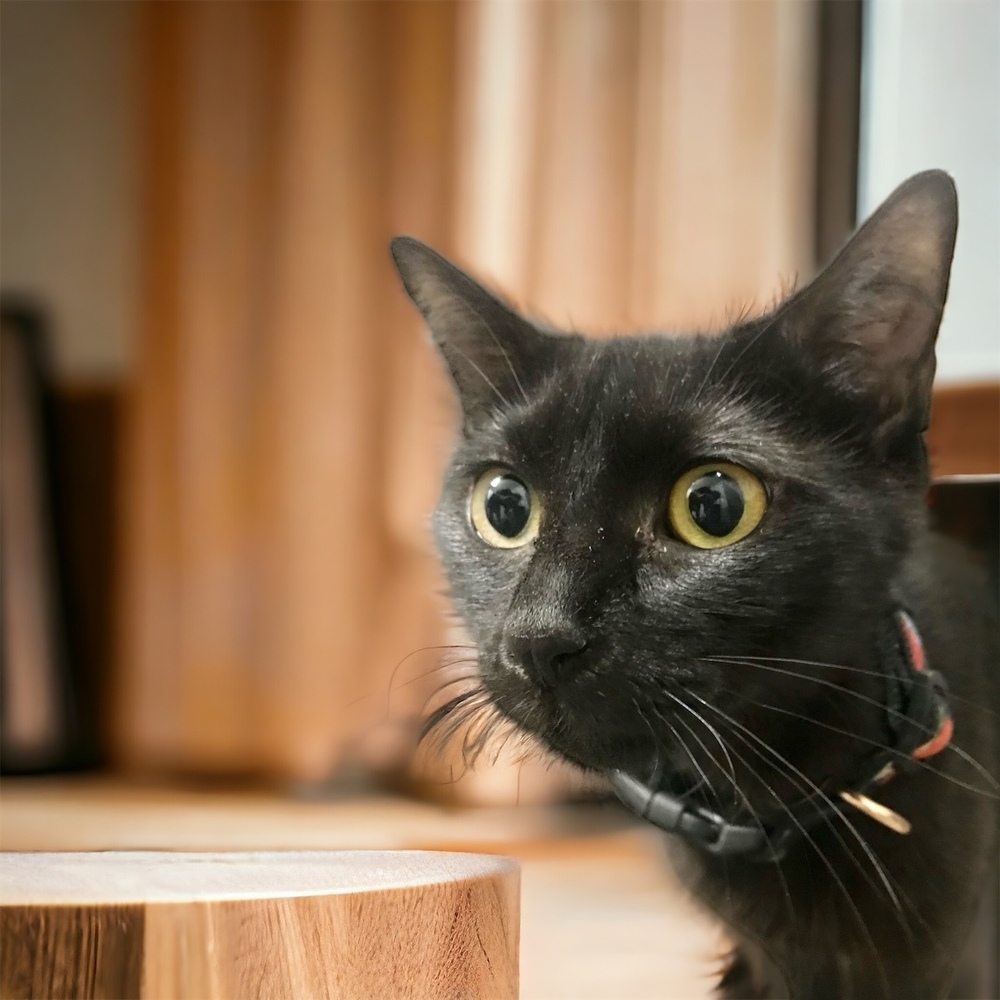 Chloe (Mamma), an adoptable Domestic Short Hair in Dallas, TX, 75228 | Photo Image 1