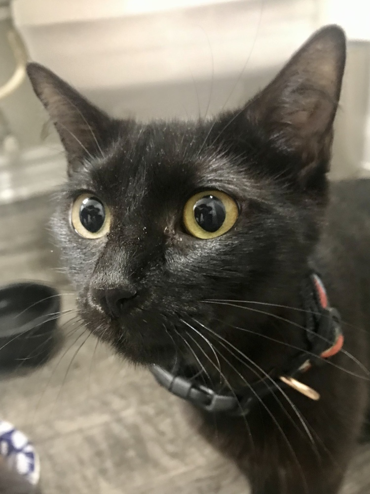 Chloe (Mamma), an adoptable Domestic Short Hair in Dallas, TX, 75228 | Photo Image 2