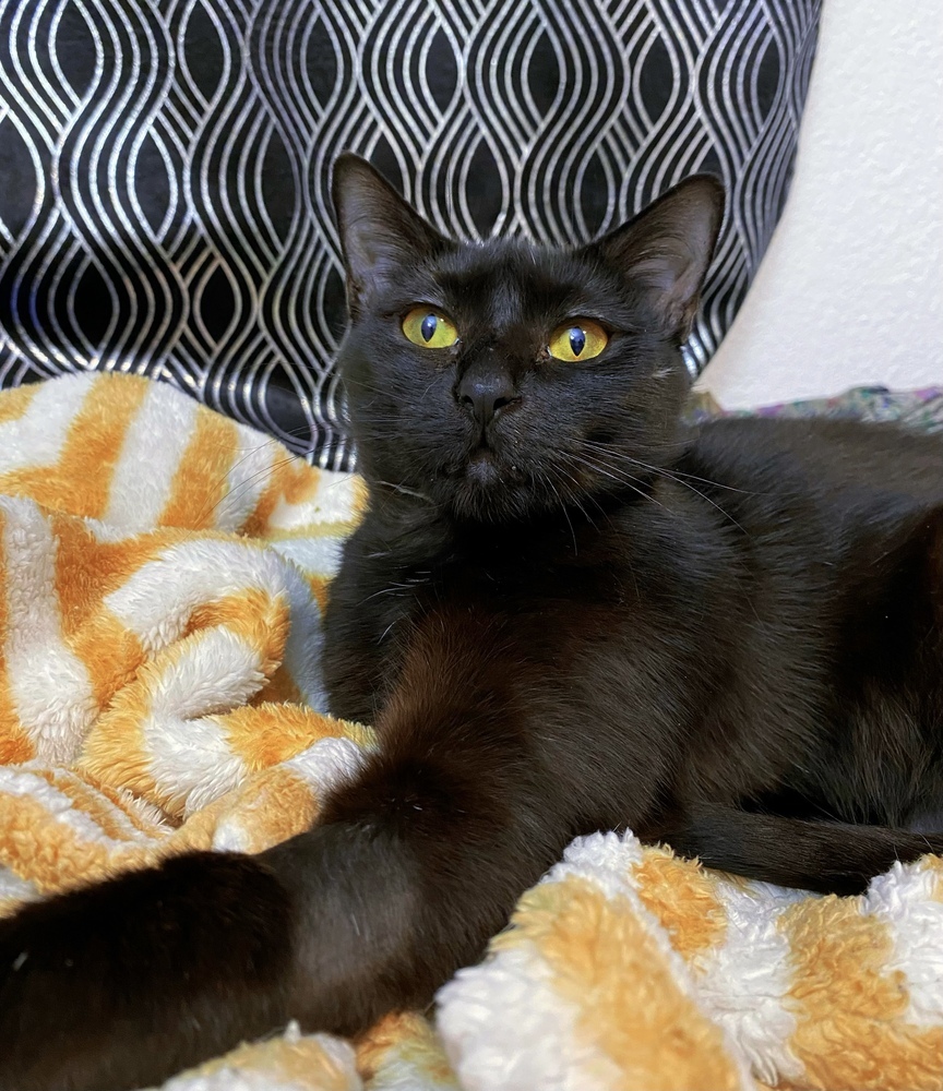 Chloe (Mamma), an adoptable Domestic Short Hair in Dallas, TX, 75228 | Photo Image 3