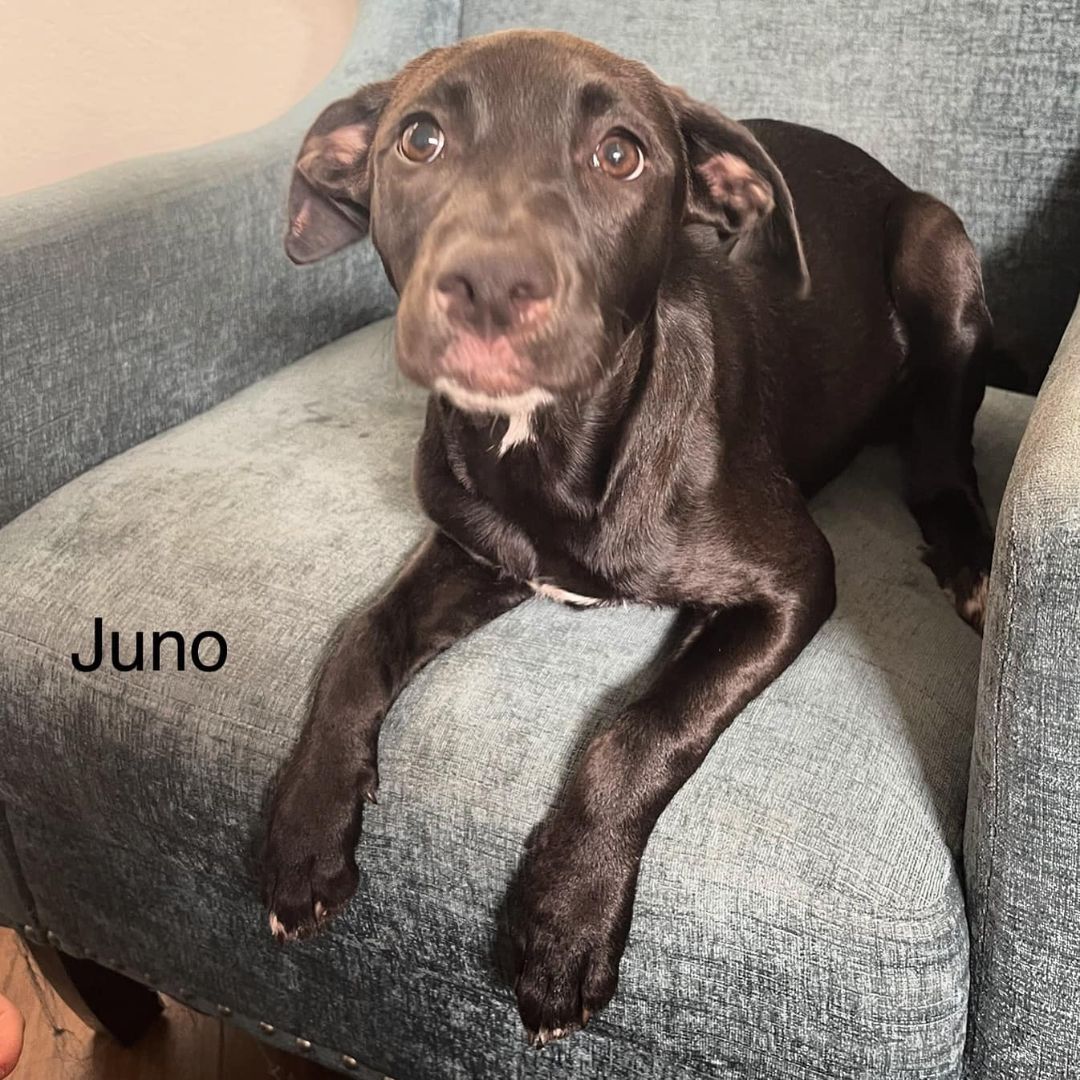 Juno