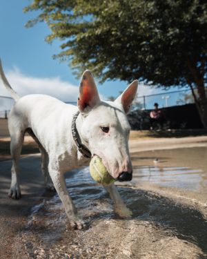 Sparky mini bull store terrier