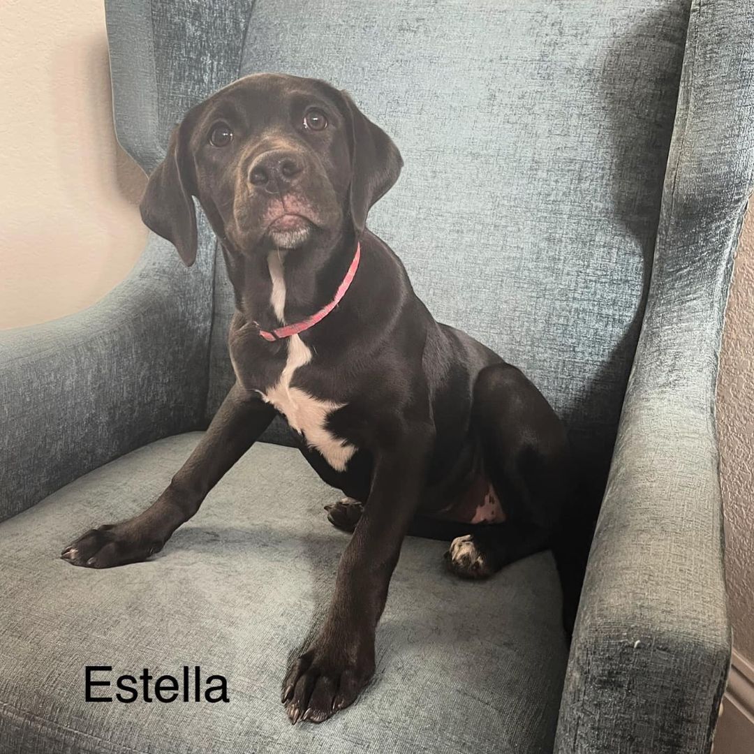 Estella