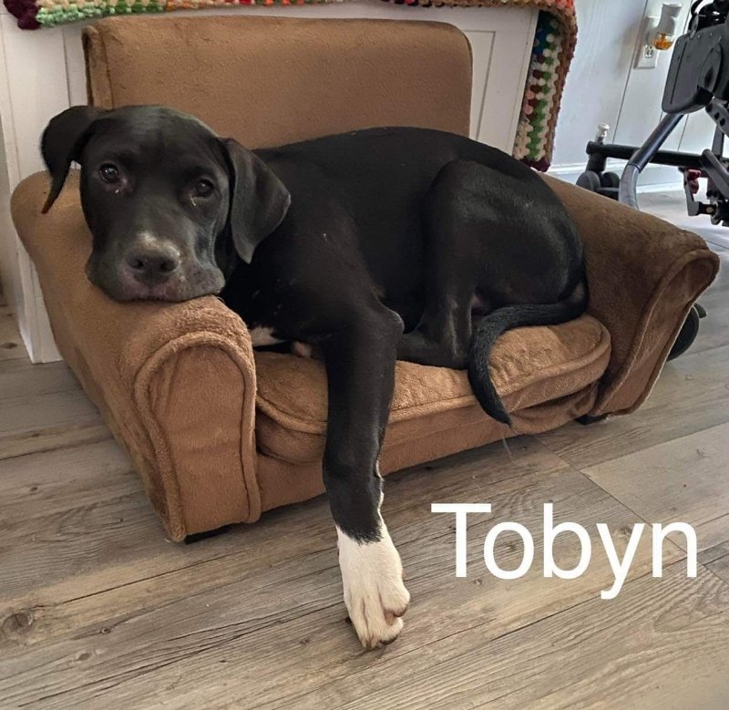 Tobyn - super pup!