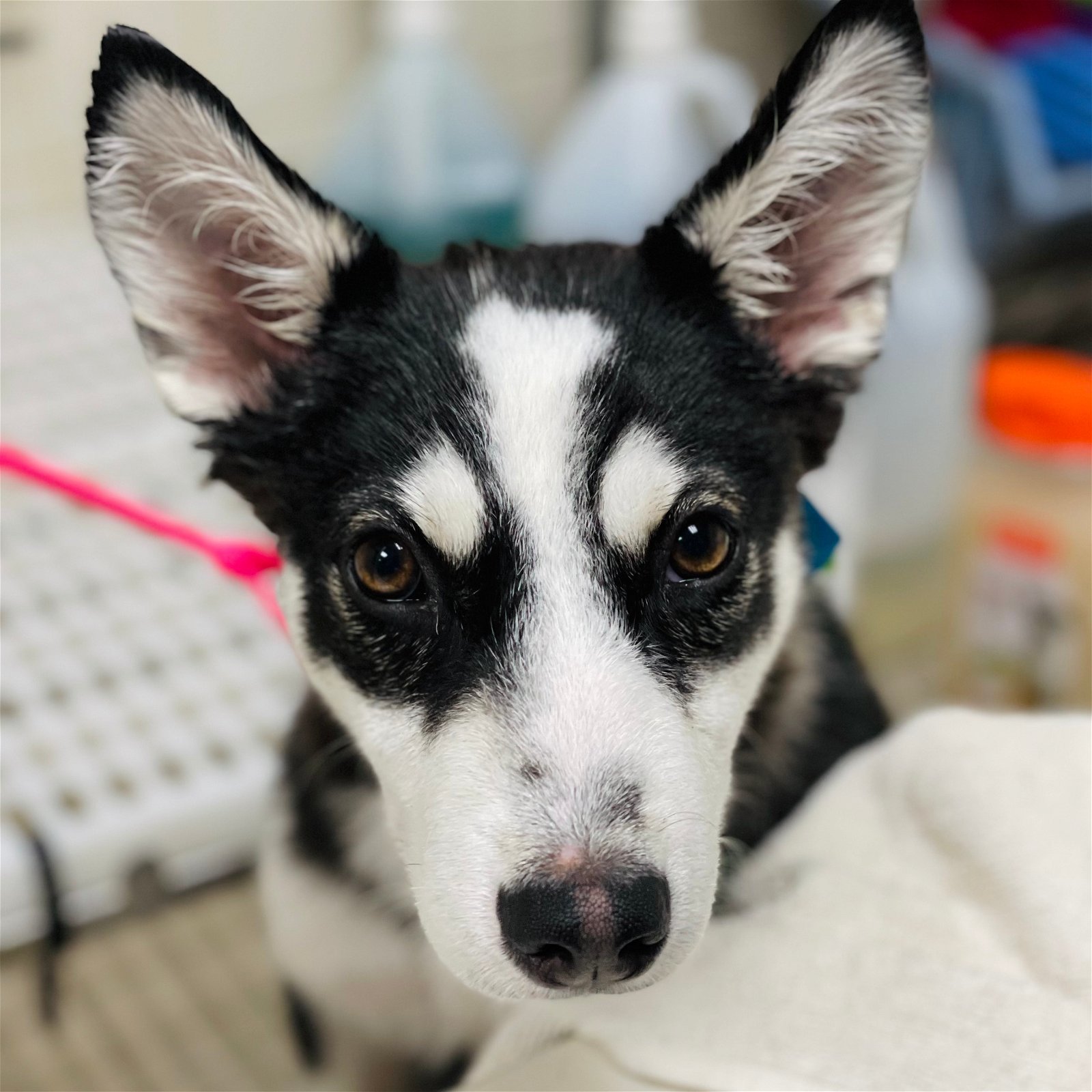 Dolly (ID# 64937)