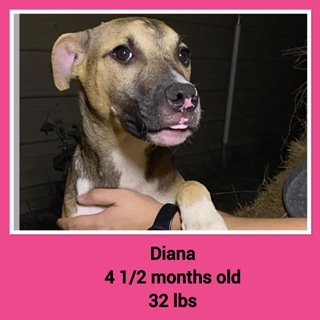 Diana - Available!