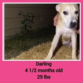 Darling - Available!