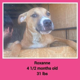 Roxanne - Available!