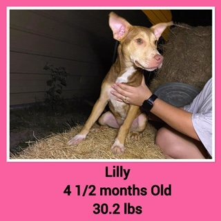 Lilly - Available!