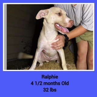 Ralphie - Available!