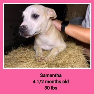 Samantha - Available!