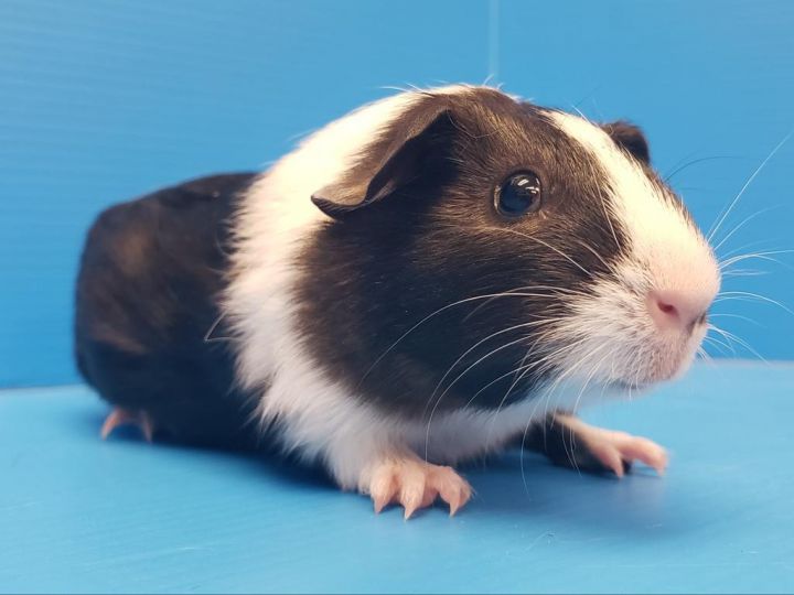 Horlika / Sunflower, an adoptable Guinea Pig Mix in Lewisville, TX_image-3
