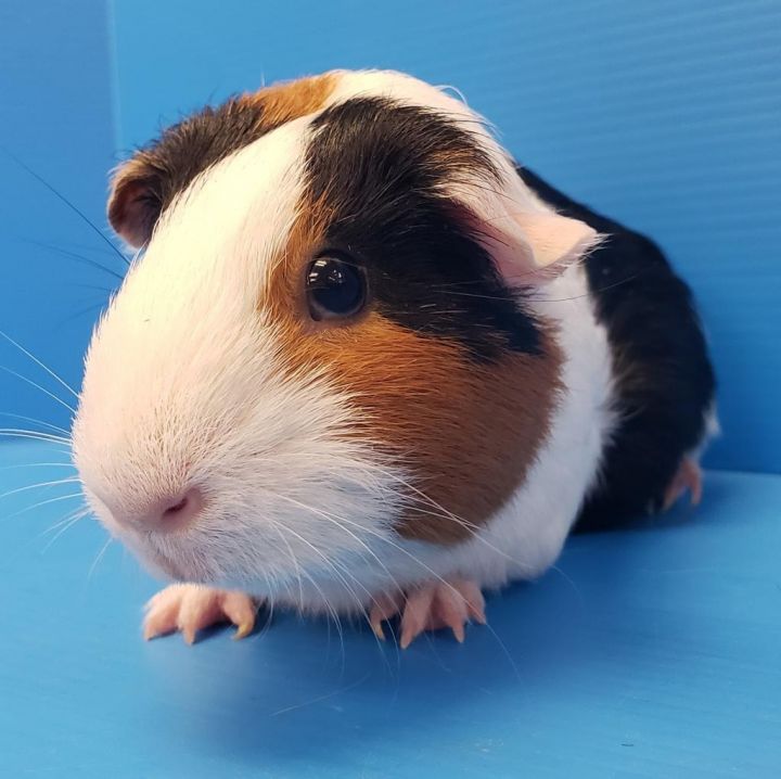 Horlika / Sunflower, an adoptable Guinea Pig Mix in Lewisville, TX_image-5