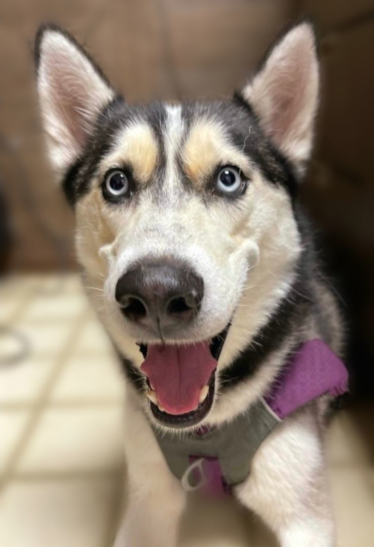 Sansa, an adoptable Siberian Husky in Cedar Rapids, IA, 52403 | Photo Image 1