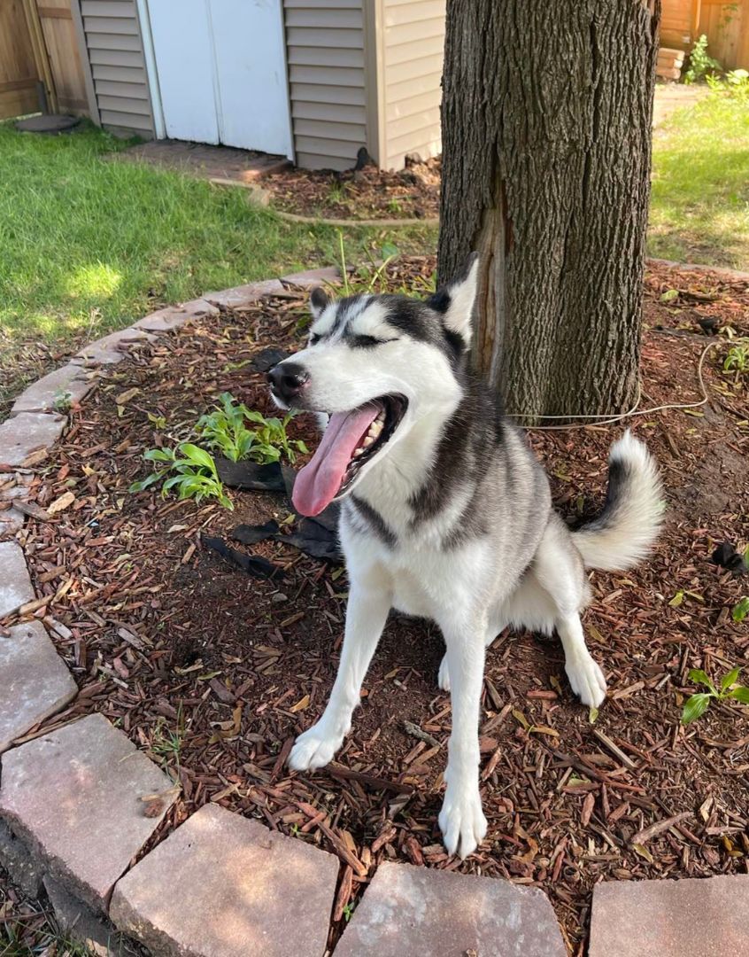 Sansa, an adoptable Siberian Husky in Cedar Rapids, IA, 52403 | Photo Image 4