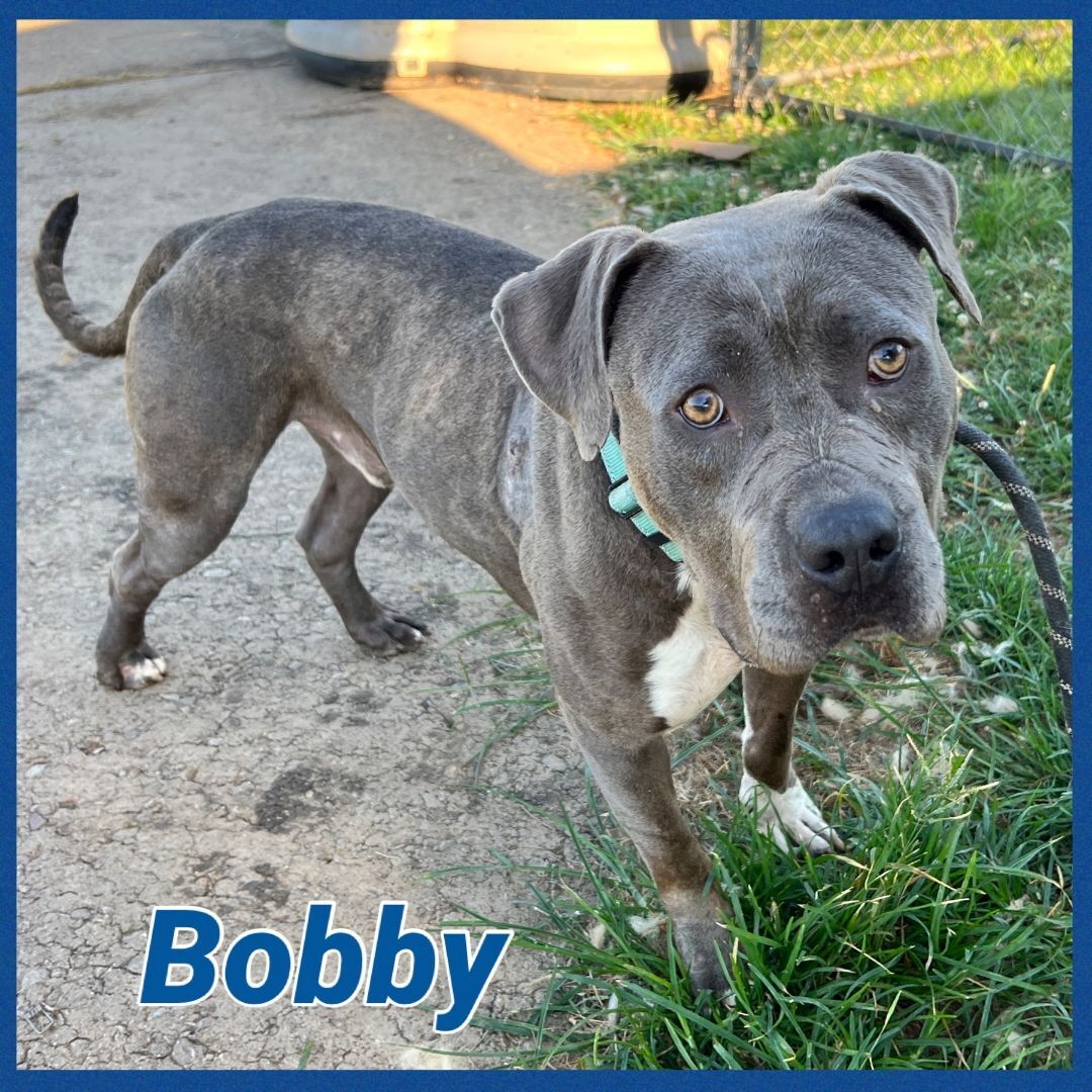 Foster Me! Bobby!