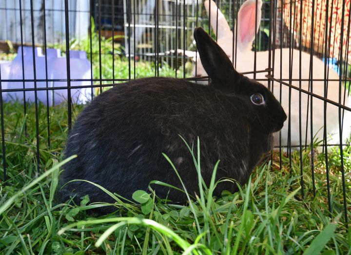 Far, an adoptable Bunny Rabbit Mix in East Syracuse, NY_image-1
