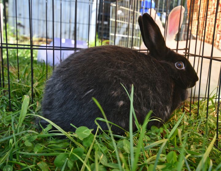 Far, an adoptable Bunny Rabbit Mix in East Syracuse, NY_image-2
