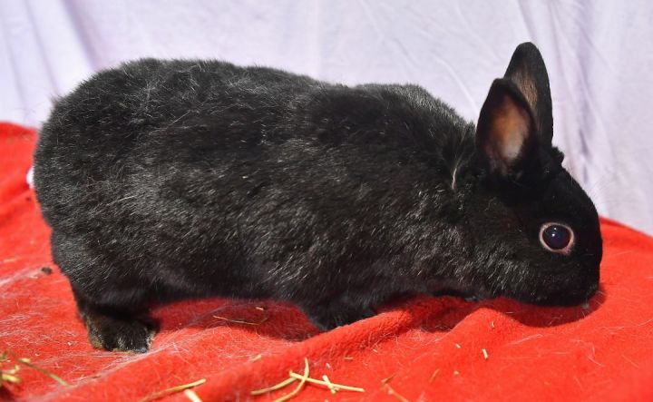 Far, an adoptable Bunny Rabbit Mix in East Syracuse, NY_image-3