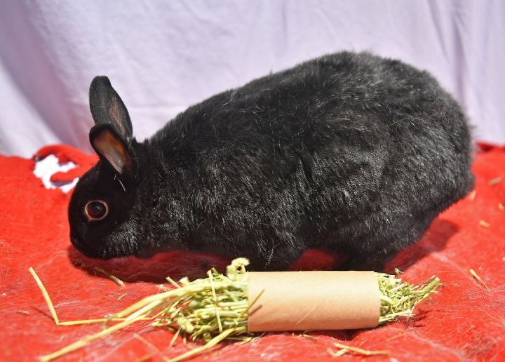 Far, an adoptable Bunny Rabbit Mix in East Syracuse, NY_image-5