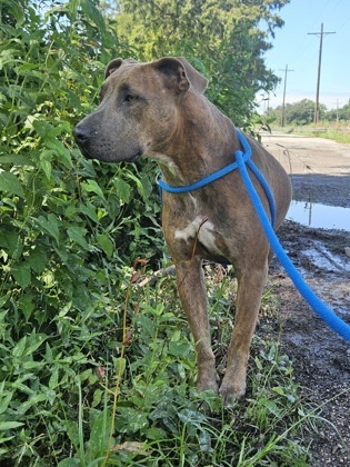 Cody (Underdog), an adoptable Mixed Breed in Belle Chasse, LA, 70037 | Photo Image 2