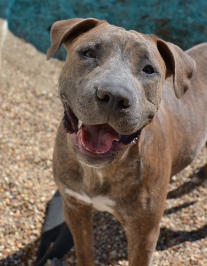 Cody (Underdog), an adoptable Mixed Breed in Belle Chasse, LA, 70037 | Photo Image 2