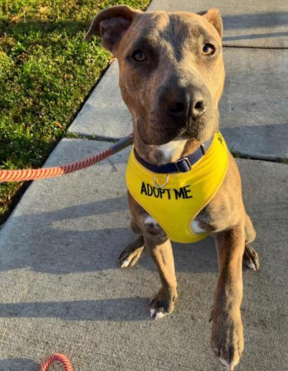 Cody (Underdog), an adoptable Mixed Breed in Belle Chasse, LA, 70037 | Photo Image 3