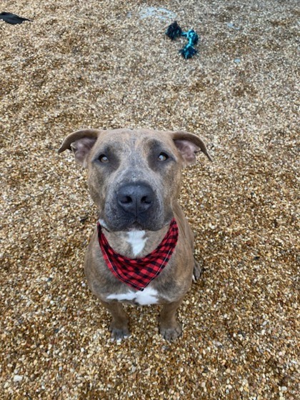 Cody (Underdog), an adoptable Mixed Breed in Belle Chasse, LA, 70037 | Photo Image 3