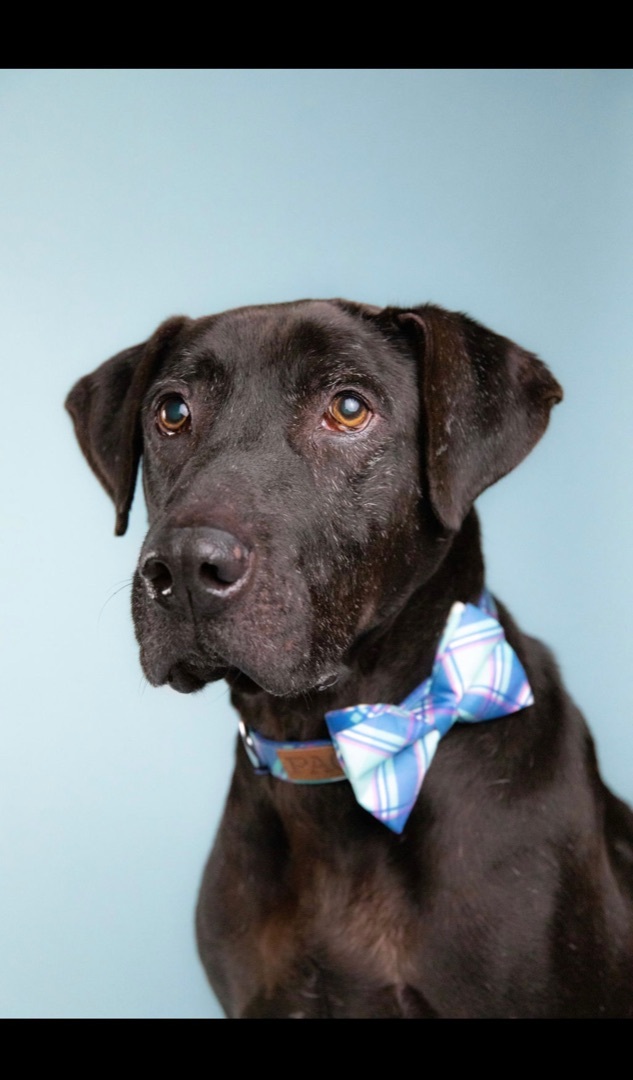 chocolate lab great dane mix