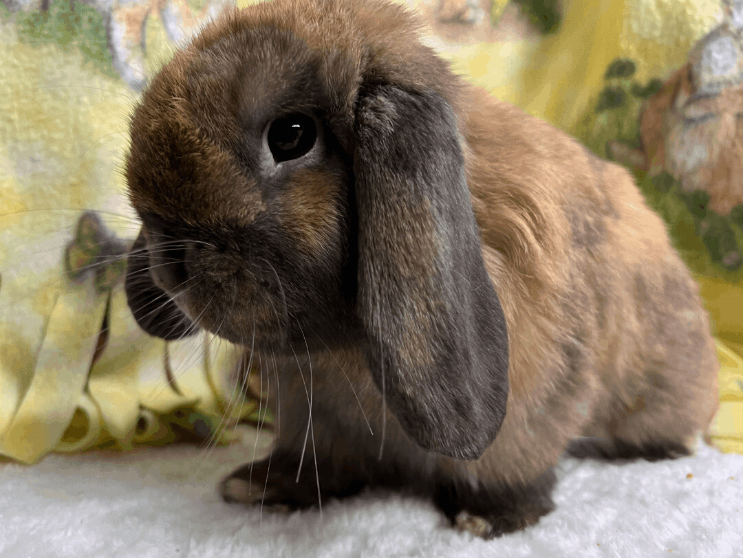 Rabbit for adoption - Parker , a Holland Lop in Waynesboro, VA | Petfinder