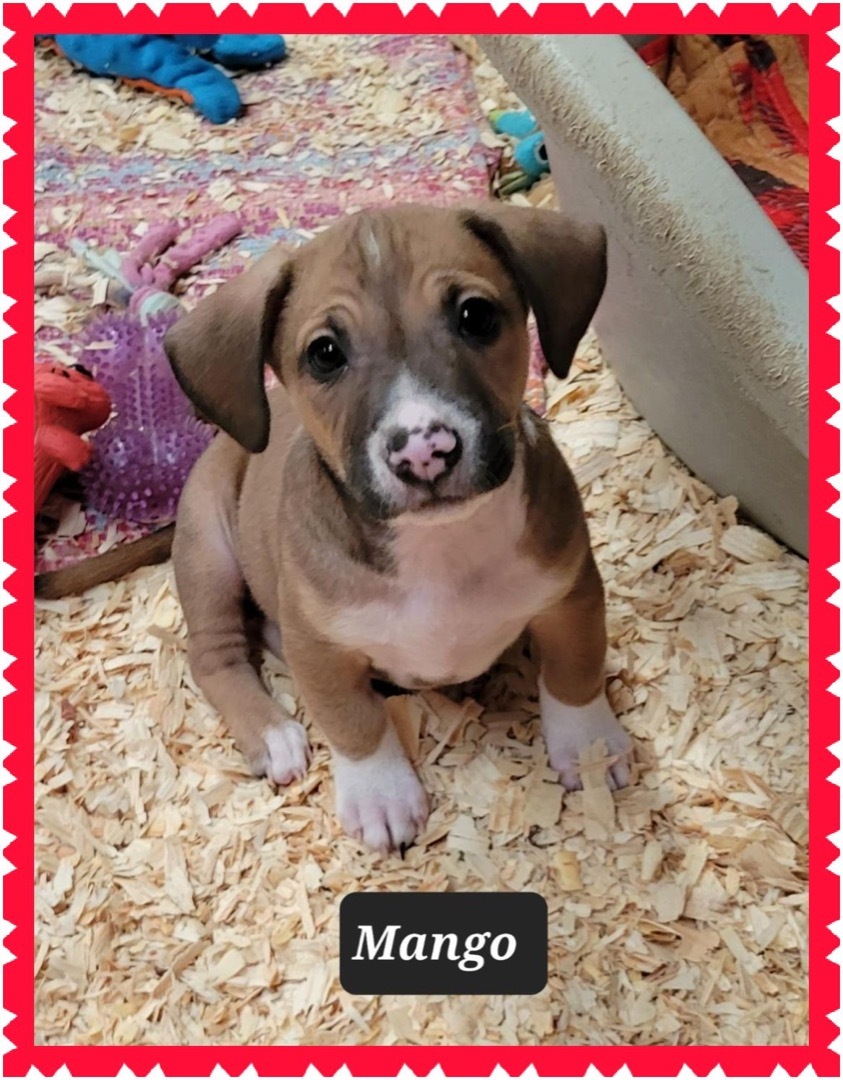 Mango