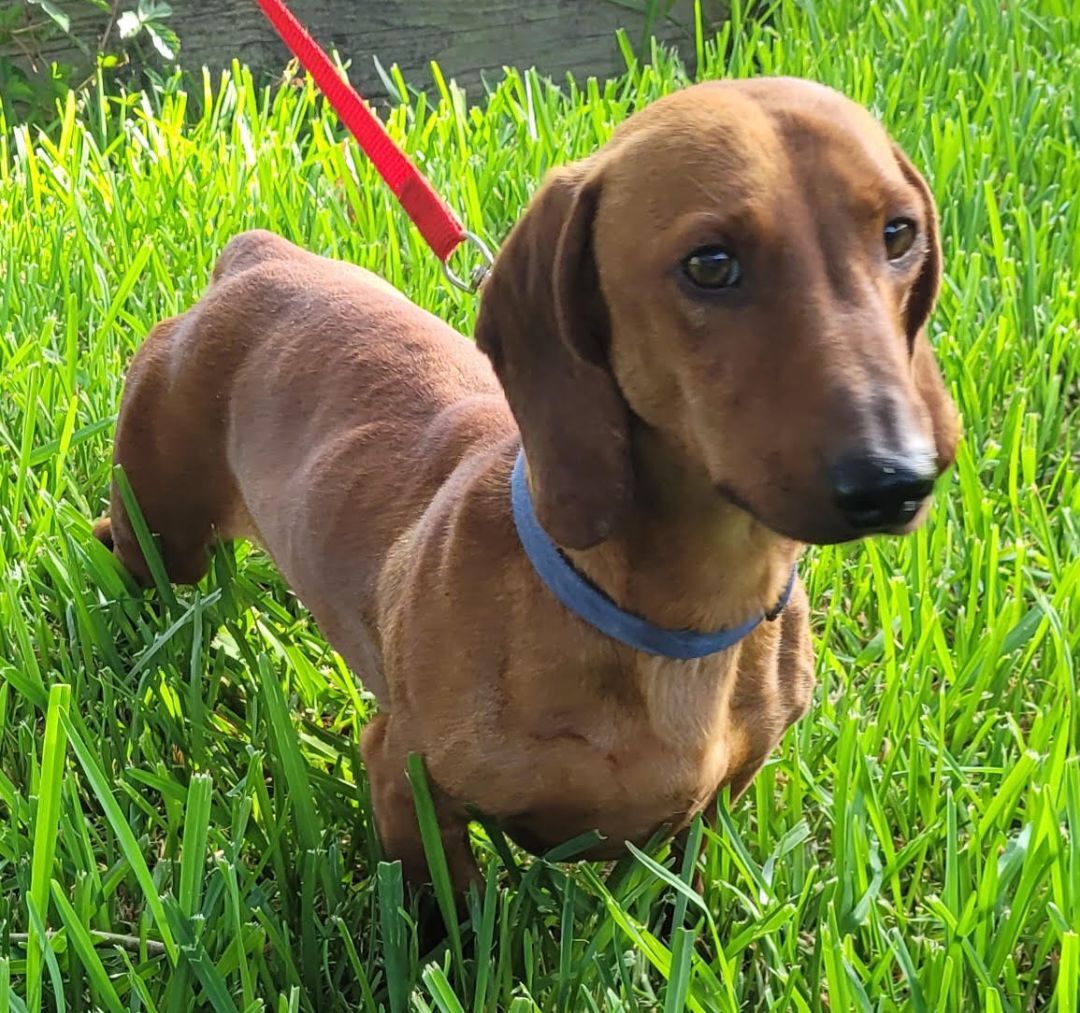 Mr. Weenie the Red Dachshund