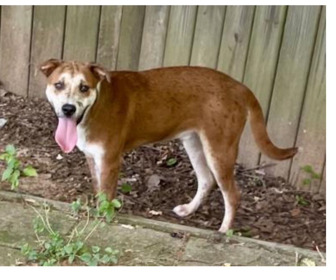 Rhino the Heeler Mix