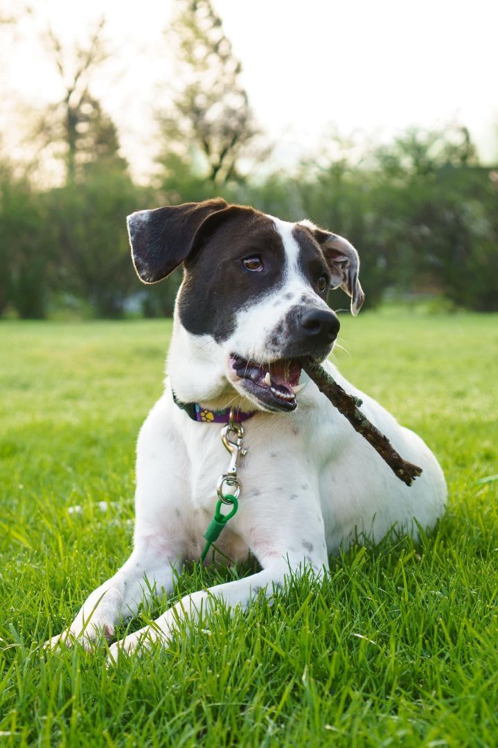 Betty the Lab Pointer Mix