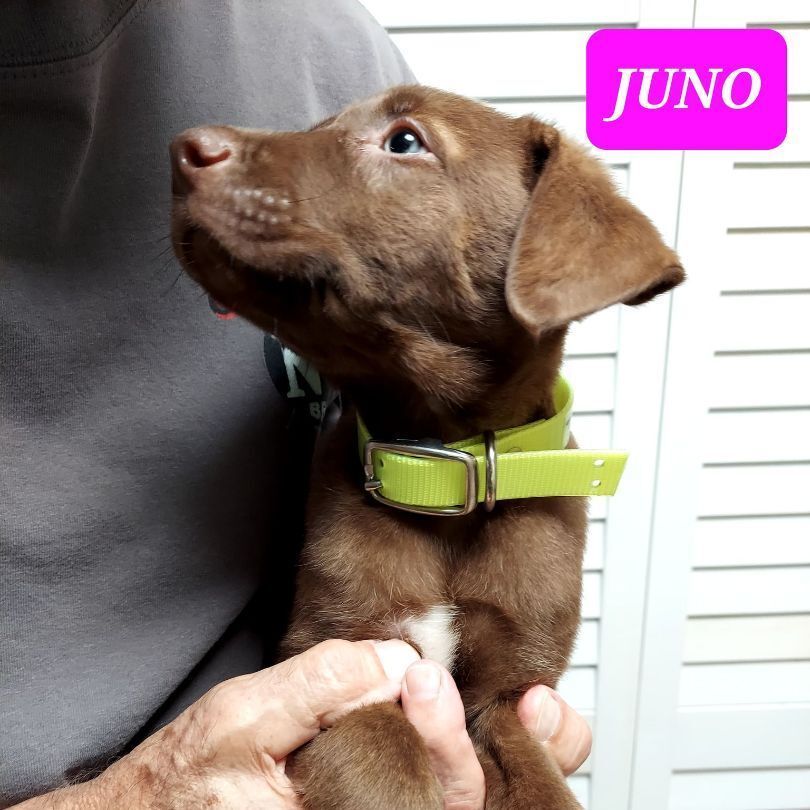 JUNO (PUPPY)