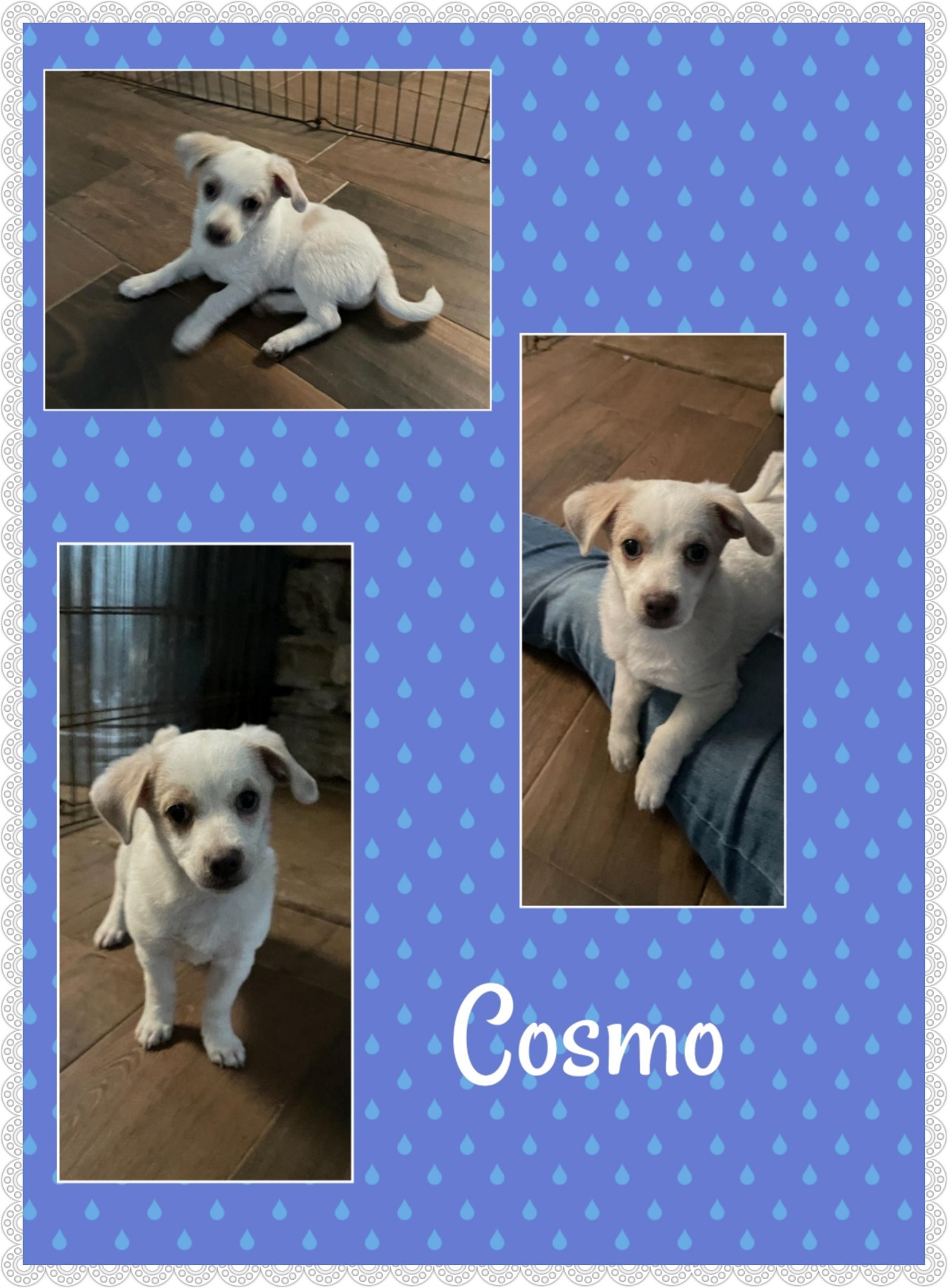 Cosmo