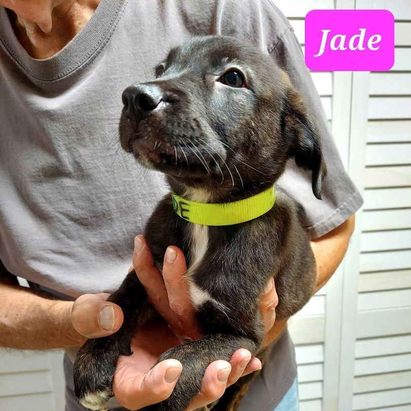 JADE (PUPPY)