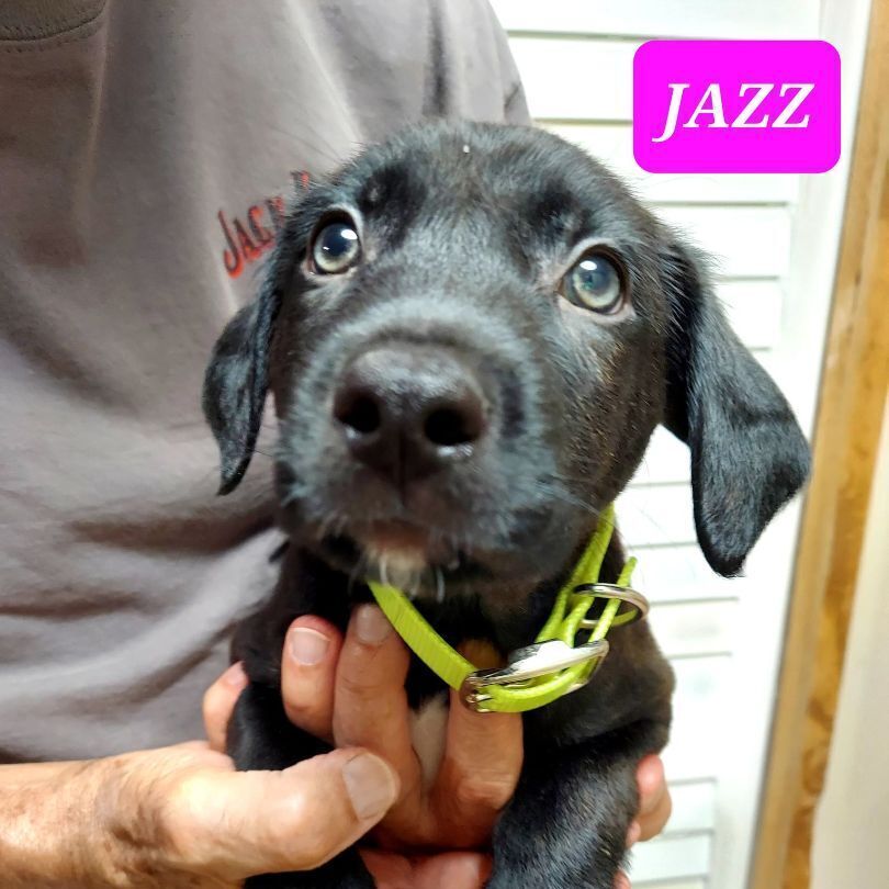 JAZZ (PUPPY)