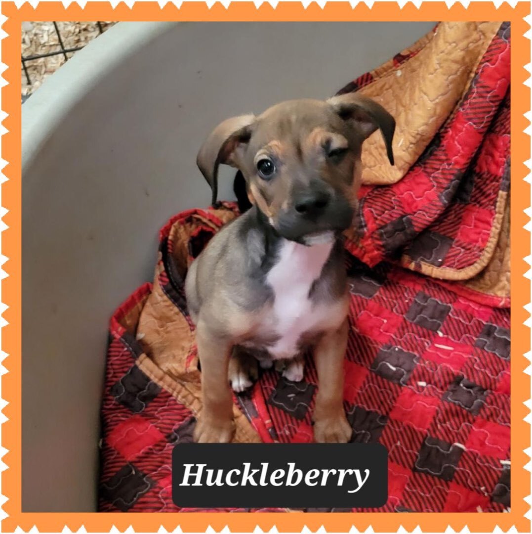 Huckleberry