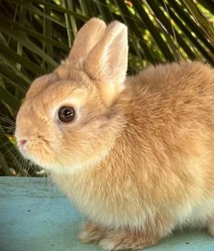 Eddie Dwarf Rabbit