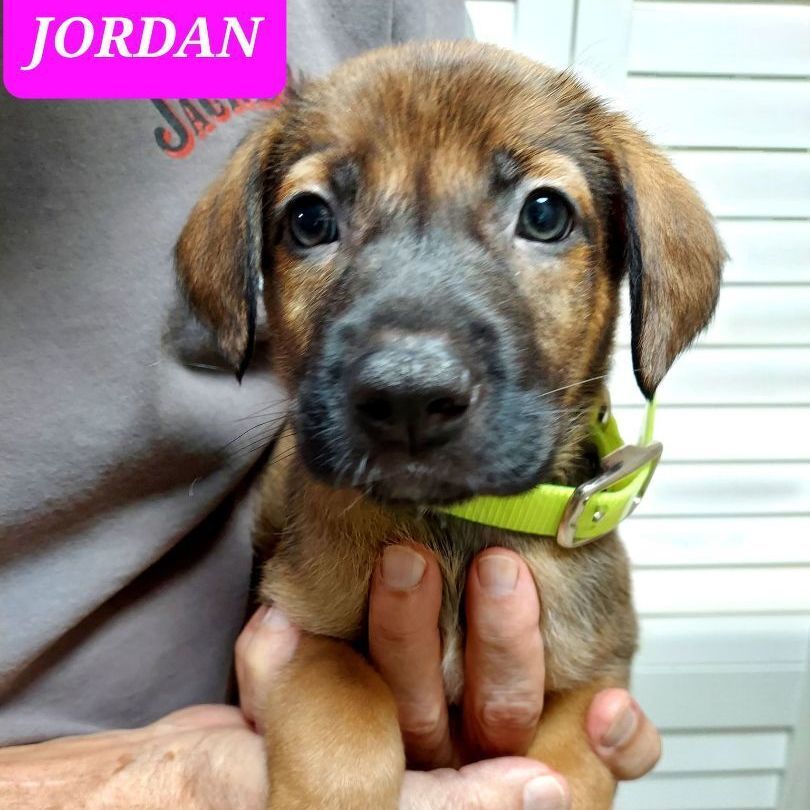 JORDAN (PUPPY)