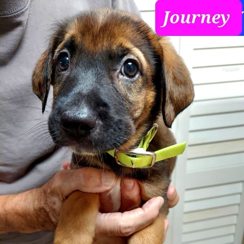 JOURNEY (PUPPY)