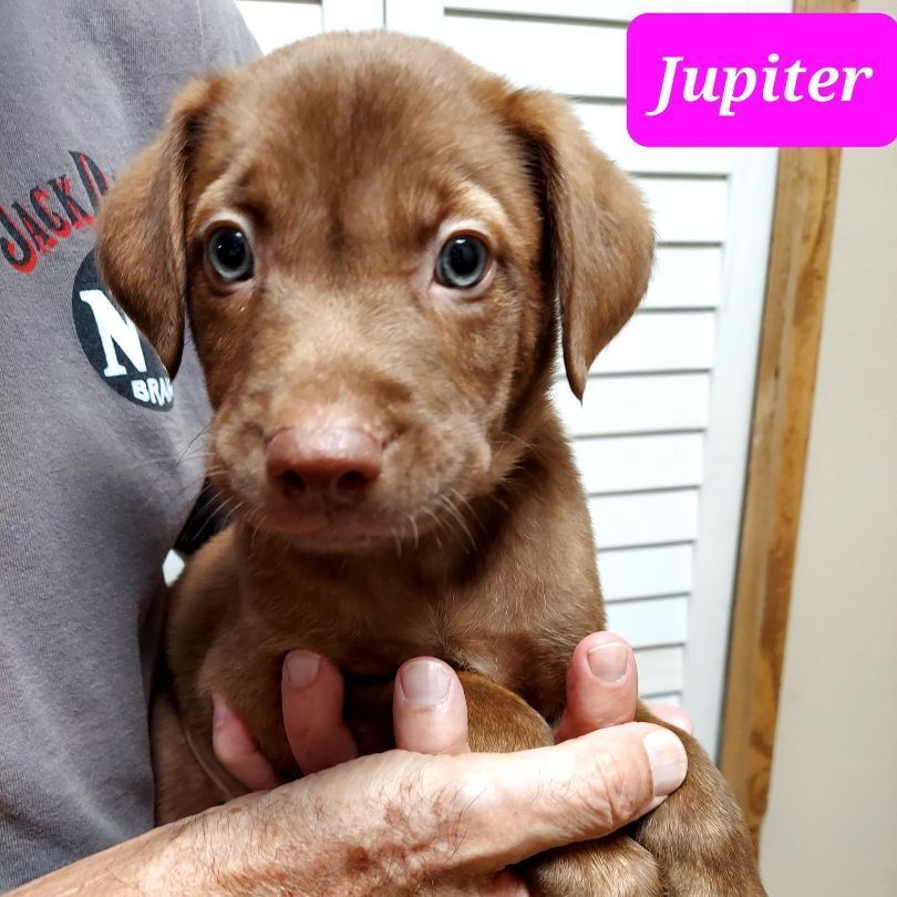 JUPITER (PUPPY)