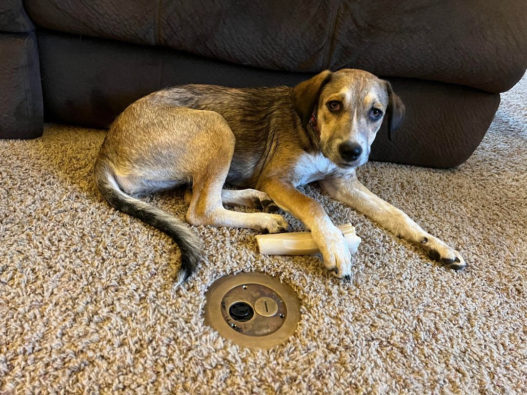 Violet the Shepherd Mix Puppy